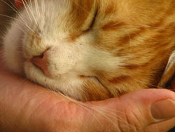 Temperature controlled house = Happy Cat